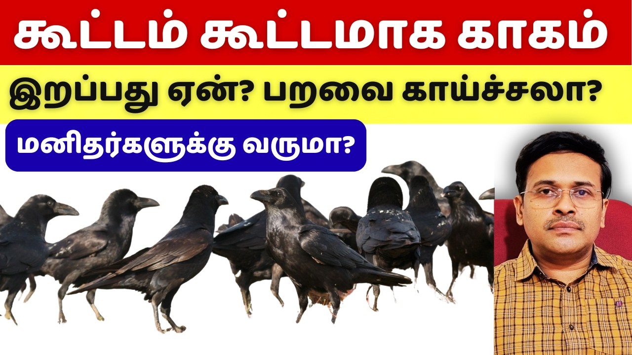 முட்டை சாப்பிட்டால் பறவை காய்ச்சல் வருமா? does eating egg chicken causes bird flu?