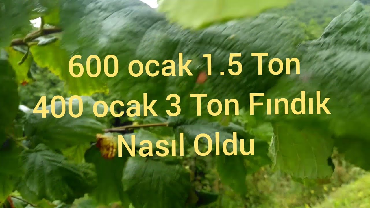 Fındık Dal Budama ve Gençleştirme Sonrası Verim