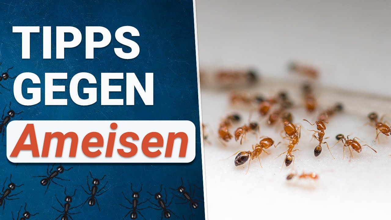 Ameisenbefall im Haus?  🆘  🐜   Was hilft wirklich?