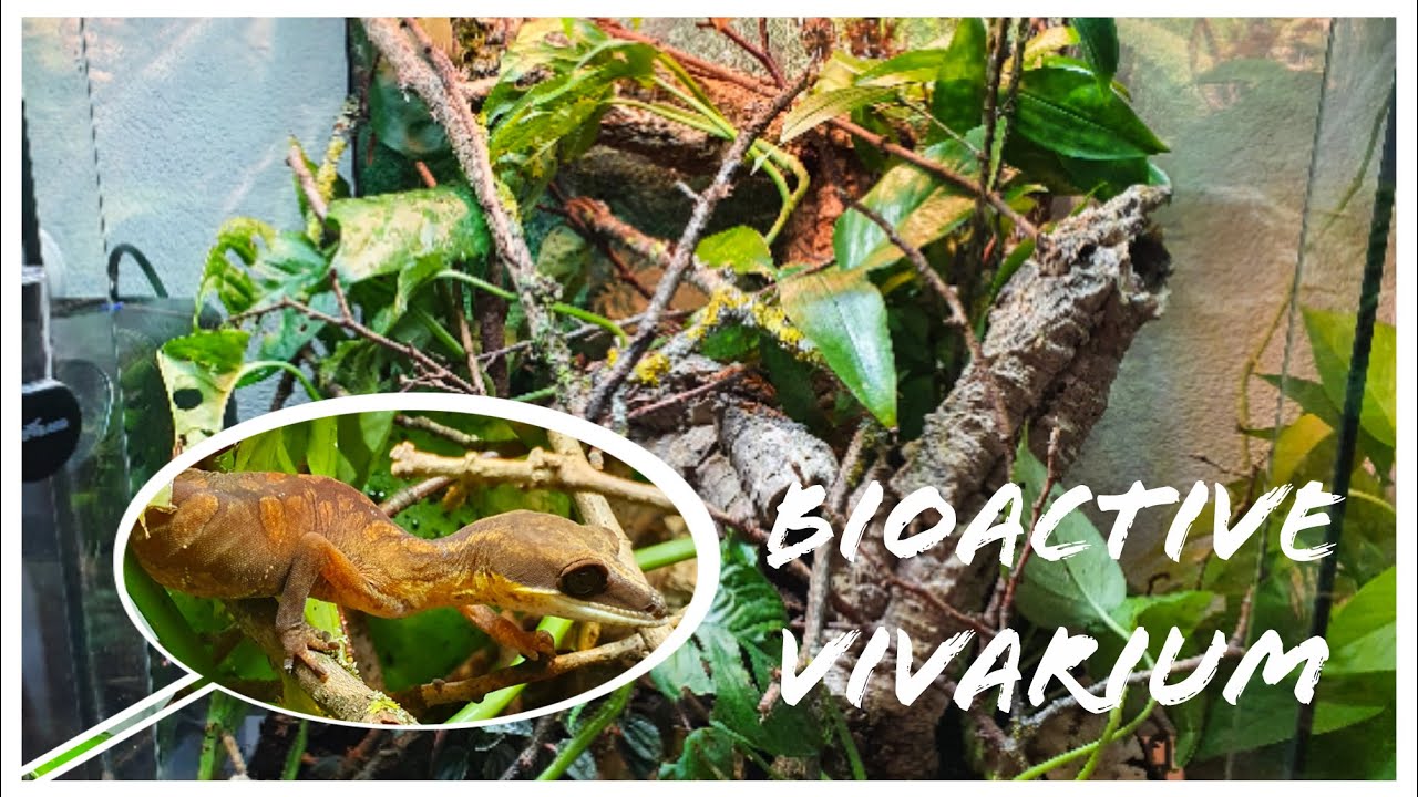 Cat Gecko Tropical Vivarium Setup| AELUROSCALABOTES FELINUS