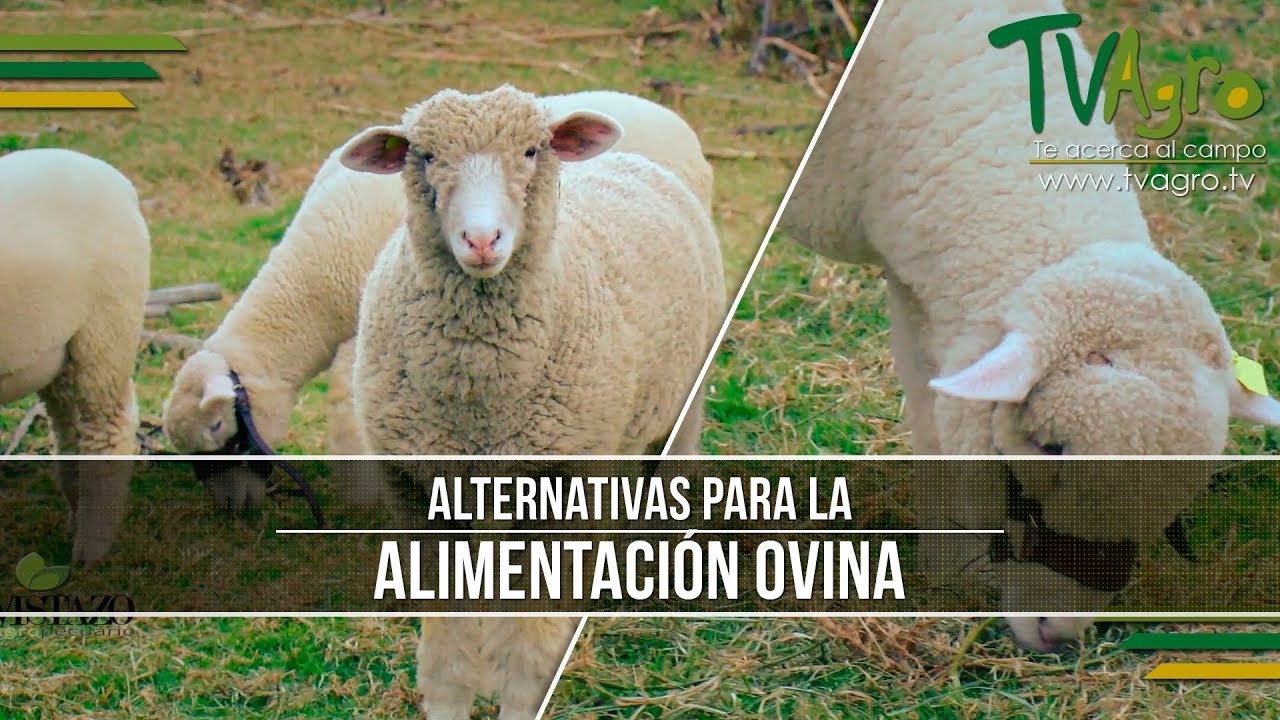 Alternativas para la Alimentacion Ovina - TvAgro por Juan Gonzalo Angel