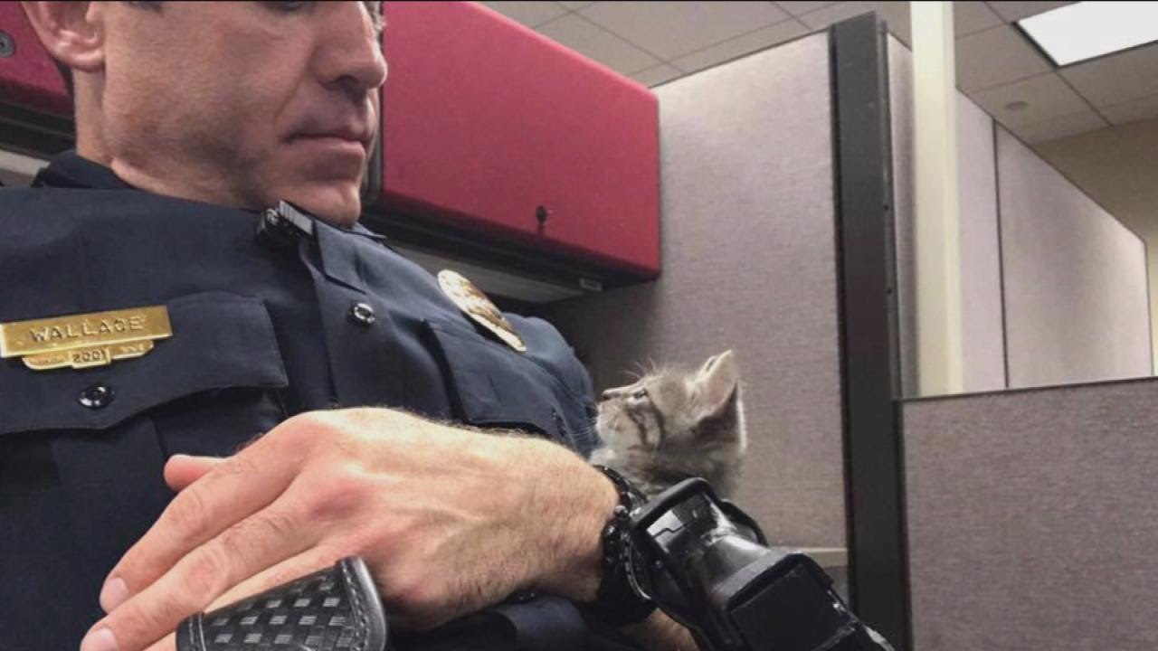 Police Sergeant Adopts Adorable Kitten Found by Officer on Patrol