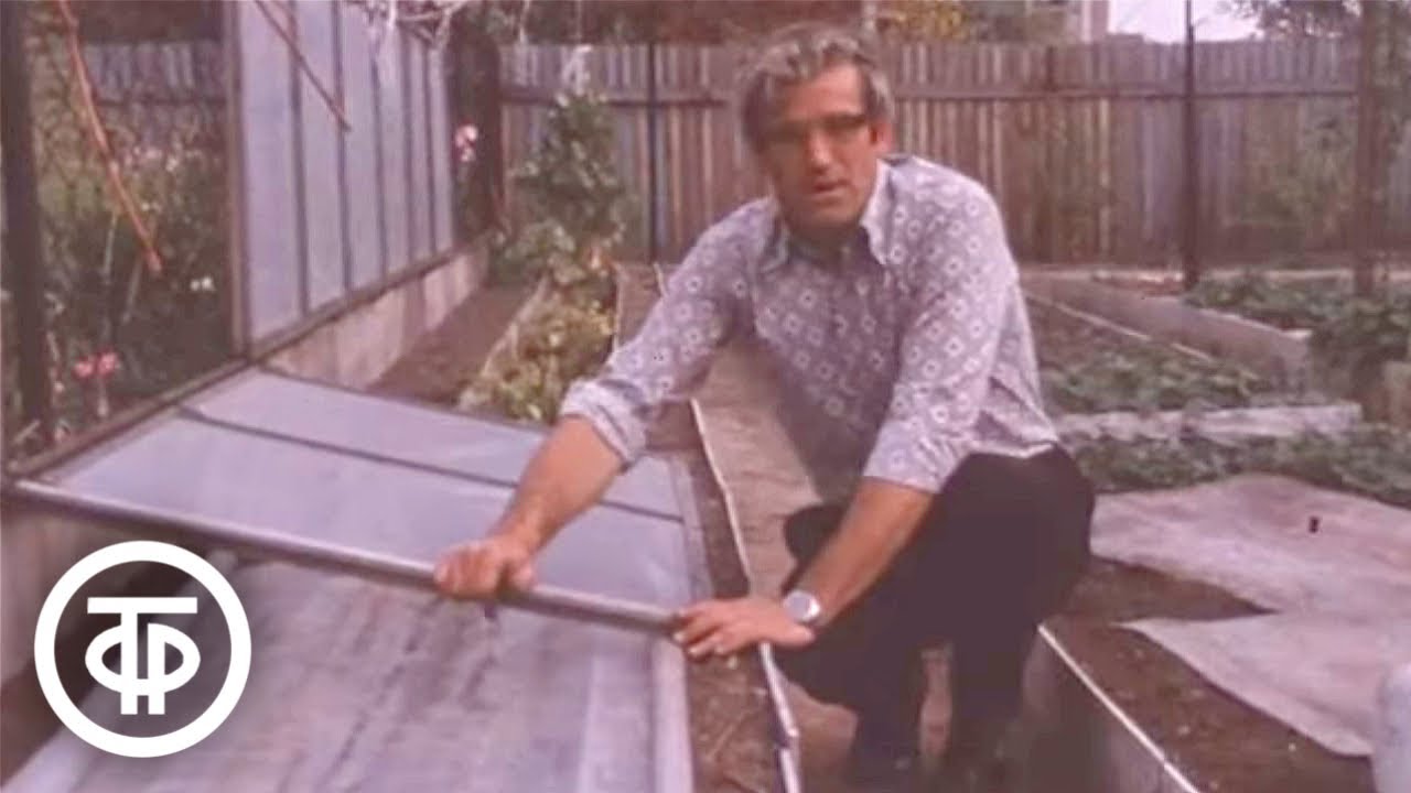 Как укрыть подмосковный виноград от морозов. Наш сад (1982)