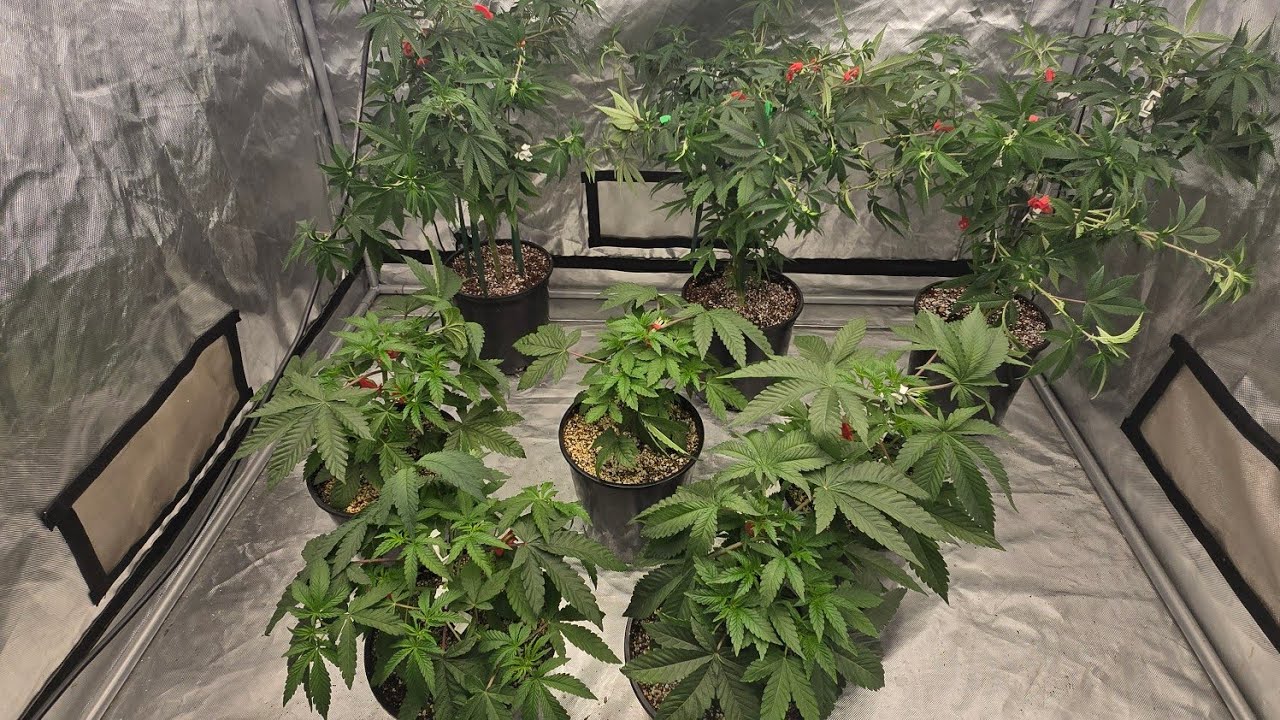 Clearwater genetics Faceoff OG x Gary satan update + clones + macro shots of recent harvest