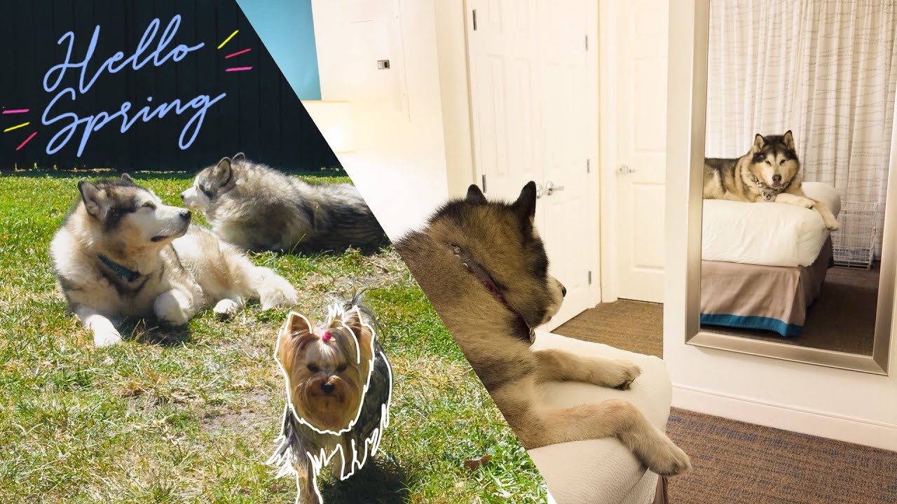 Spring Time with Malamutes