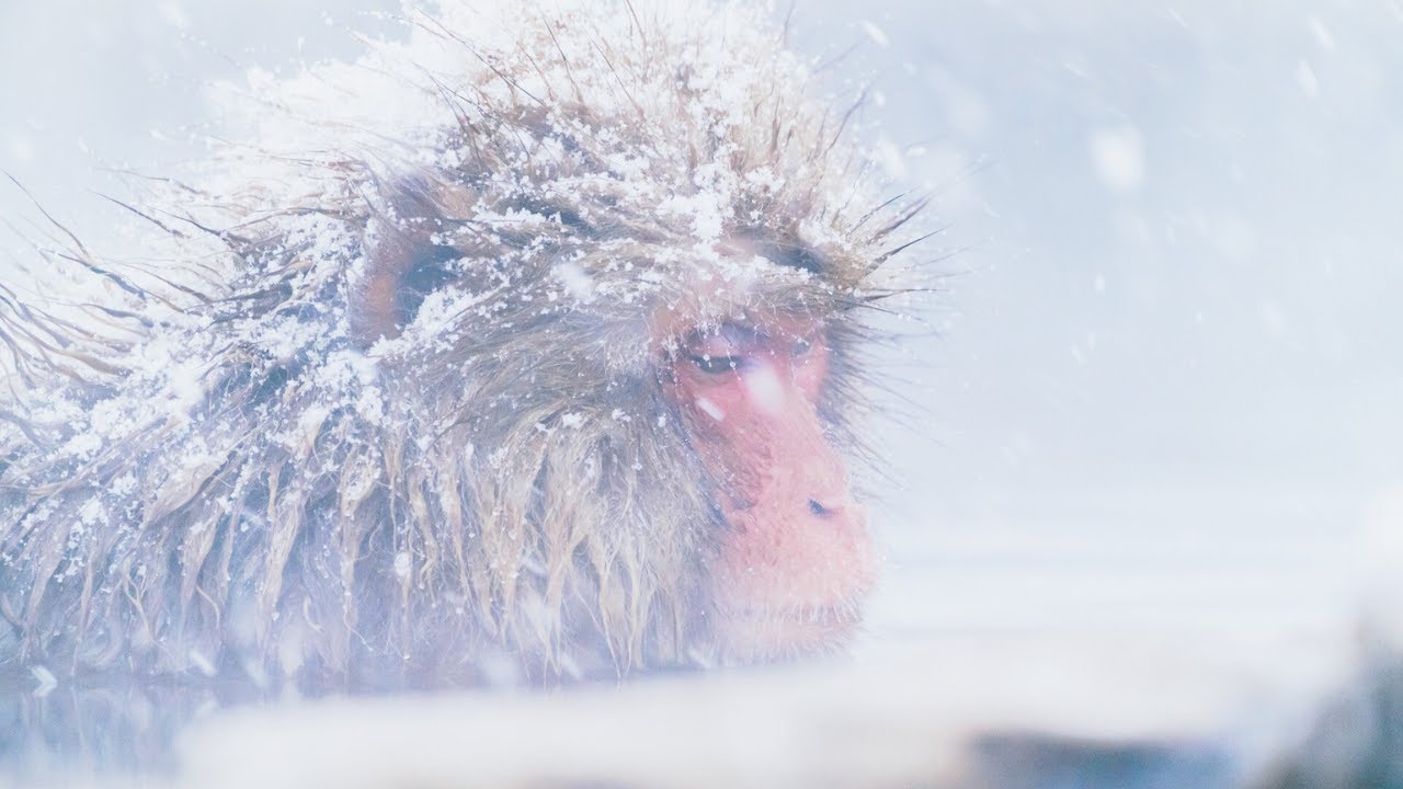 [Парк снежных обезьян] Удивительное место🐵 Обезьяны наслаждаются горячими источниками♨️　