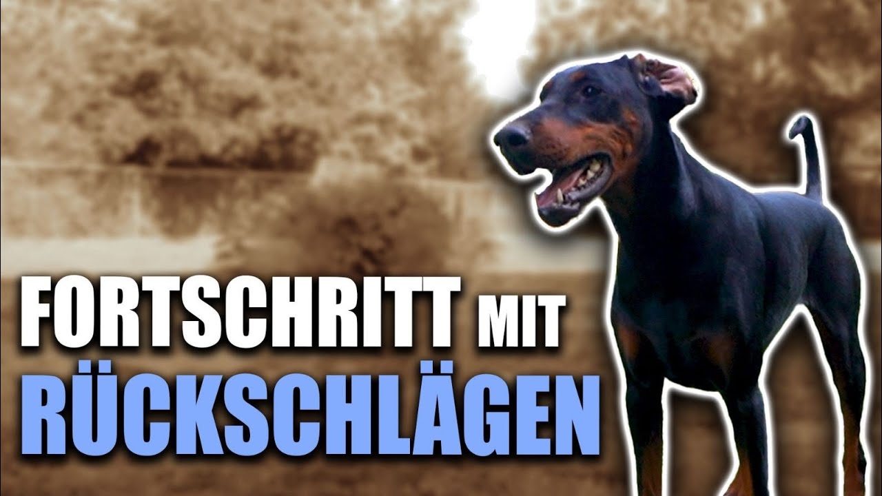 Hunde Körpersprache LIVE + Kayas Entwicklung