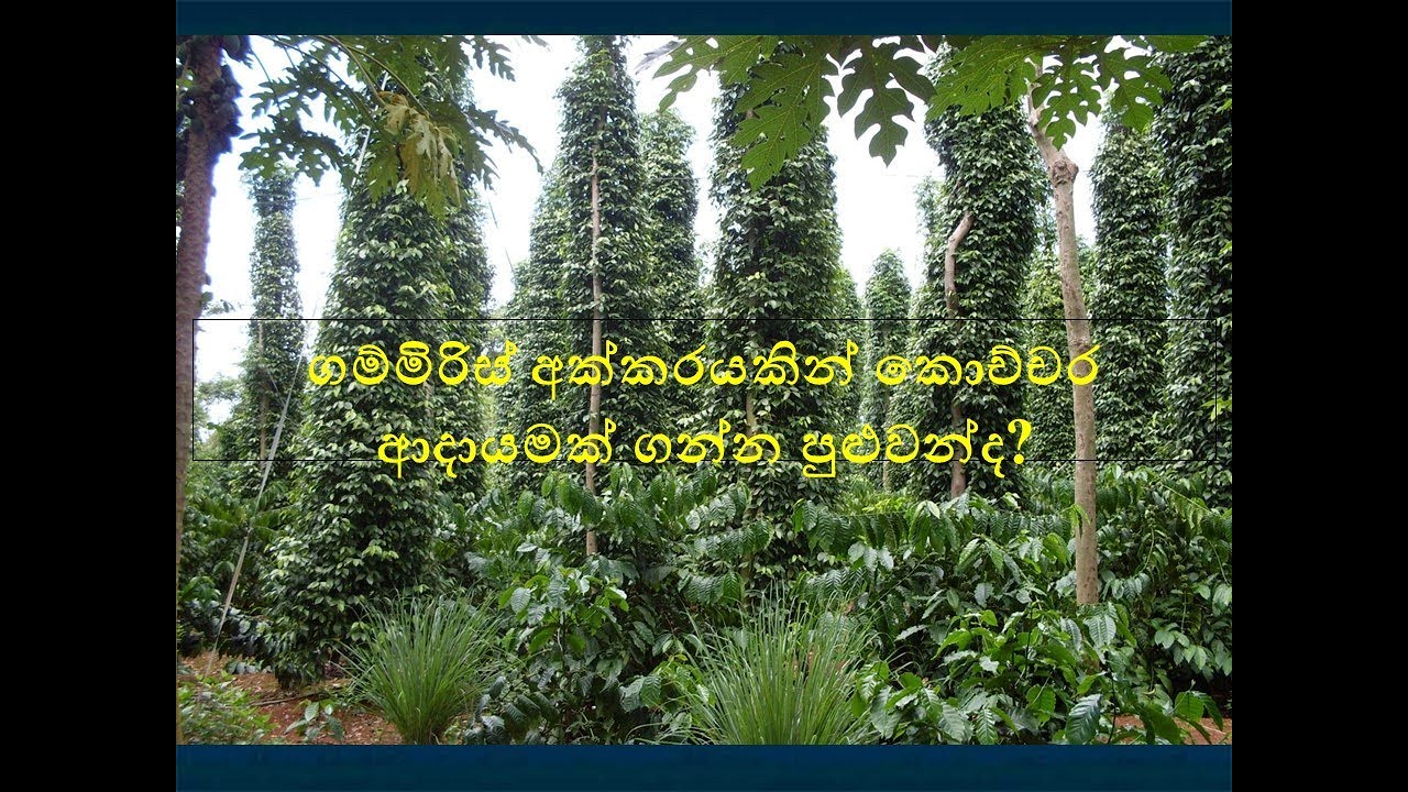 ගම්මිරිස් අක්කරයකින් කොච්චර ආදායමක් ගන්න පුළුවන්ද? How much income can you get from an acre?
