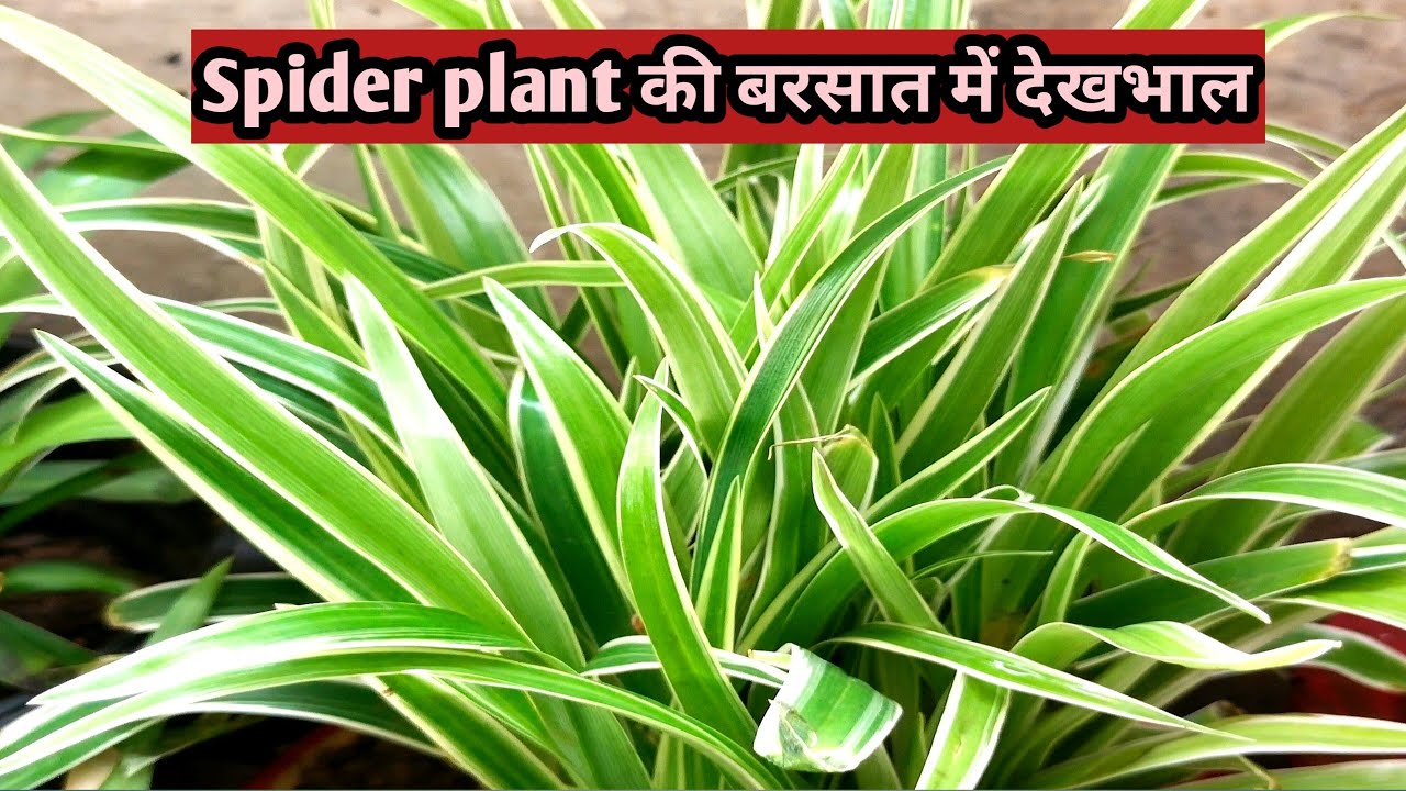 spider plant की बारिश में देखभाल|| Spider plant care in monsoon season||Green Garden Gujarat||