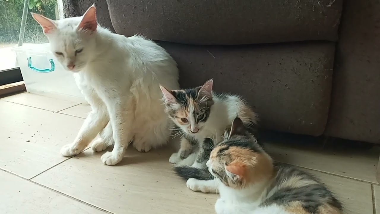 Cats & kittens are 872 & 781 & 707 & 624 & 523 & 506 & 458 & 382 & 267 & 229 & 129 &289 &223 &121&87