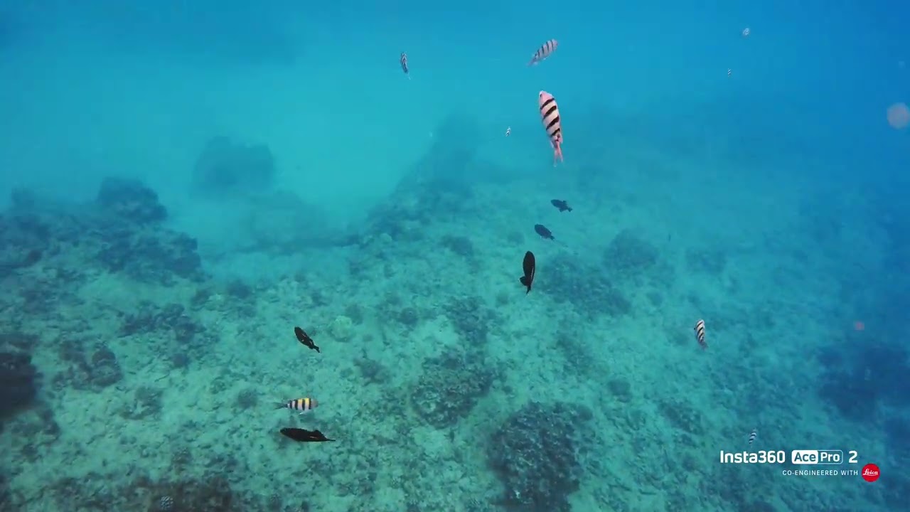 화와이 호놀룰루 거북이 투어 Honolulu Snorkeling with turtles