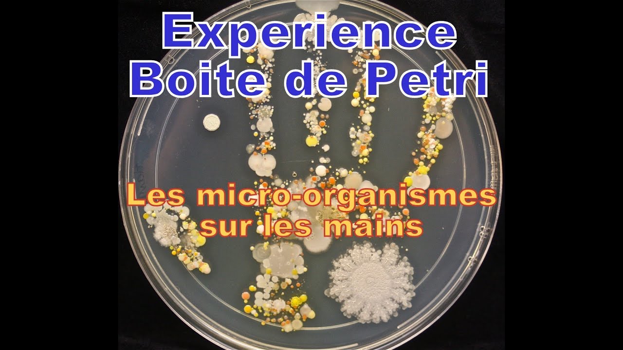 Pourquoi il faut bien ce laver les mains ? - Expérience boite de PETRI