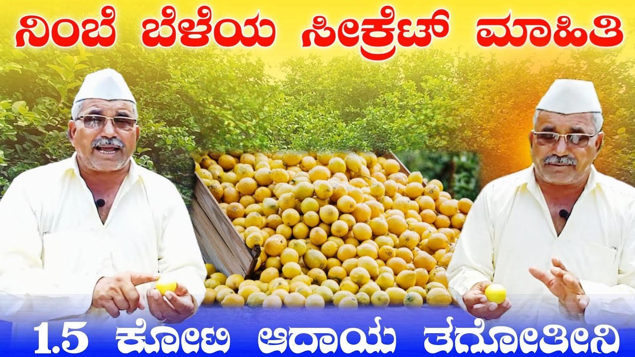 ನಿಂಬೆ ಬೆಳೆಯ ಗುಪ್ತ ಮಾಹಿತಿ ಬಿಚ್ಚಿಟ್ಟ ರೈತ | Kagji Lemon | Beerappa vaggi | @Pradeephvk_kannadiga
