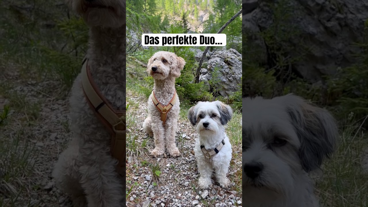 Eigentlich ist es andersrum😂 #shorts #lustigehunde #hundevideos #goldendoodle #havaneser
