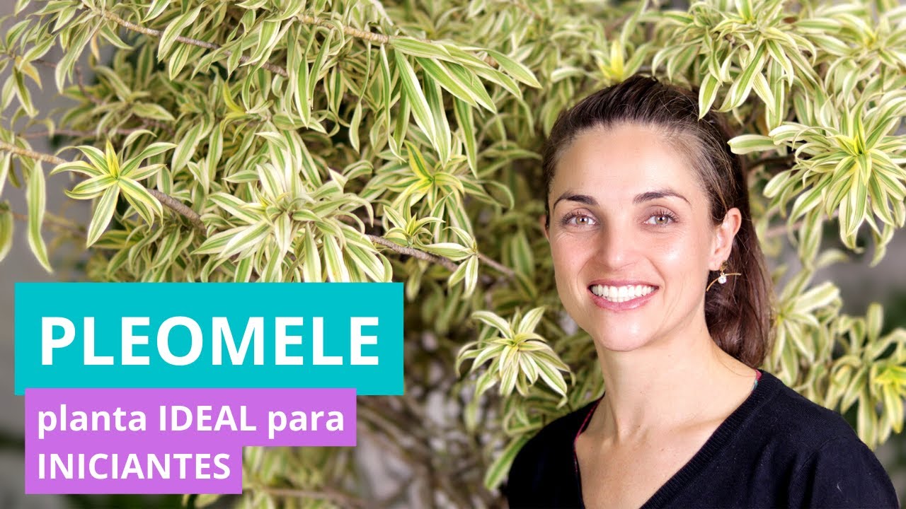 COMO CULTIVAR a PLEOMELE 🌿 uma planta IDEAL para INICIANTES