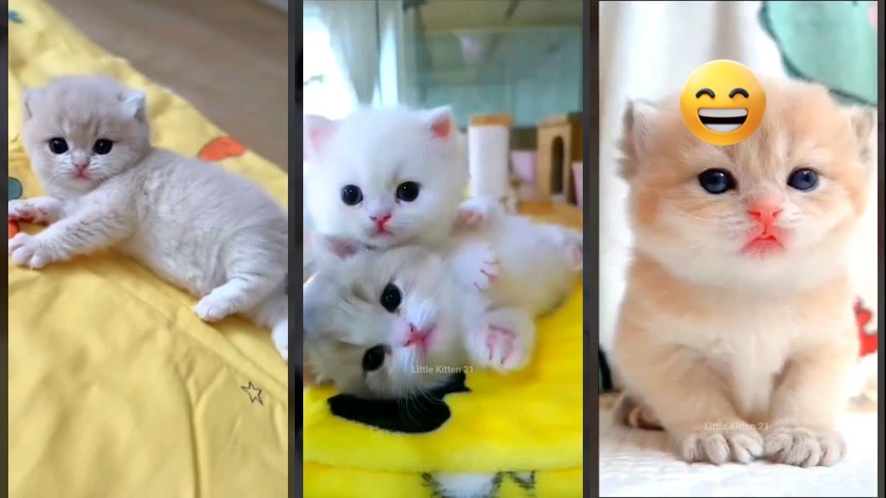 Cute Animals 🙀 funny cats fighting 🐱 #FunnyCats Episode 4139