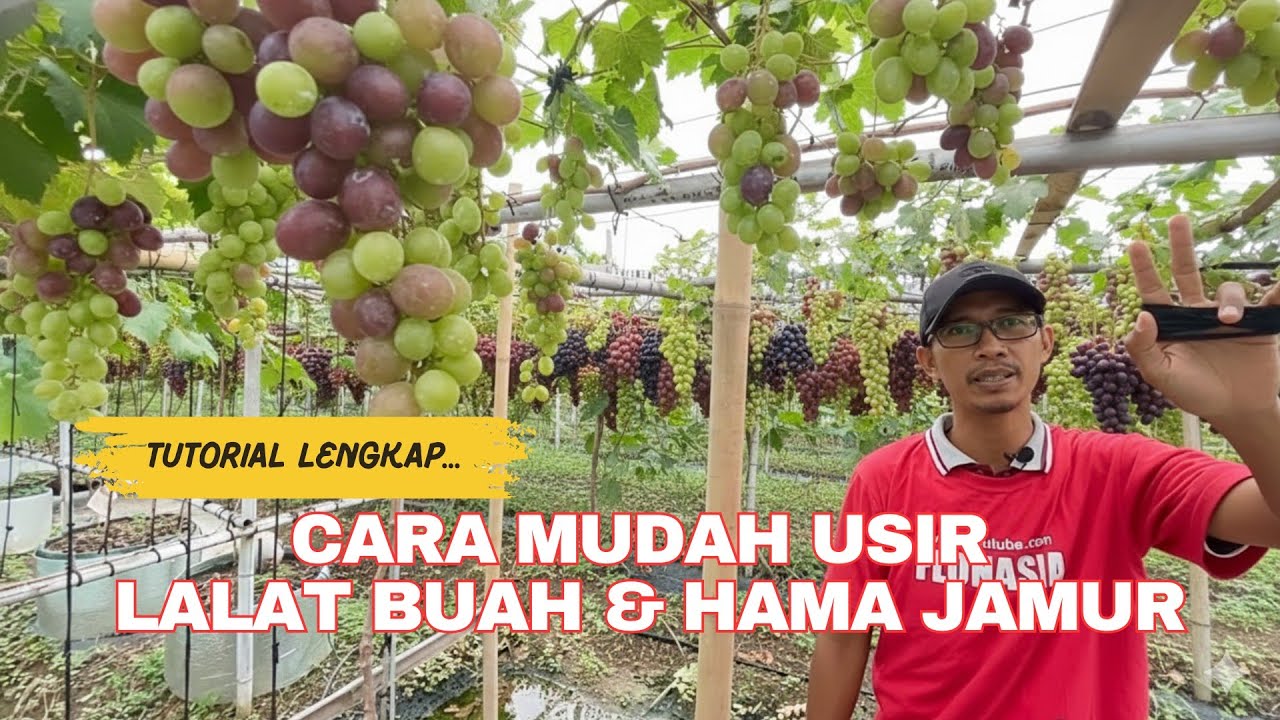 Musim Hujan Datang! Ini Cara Merawat Buah Anggur Biar Tidak Rontok & Busuk. Lalat buah anggur
