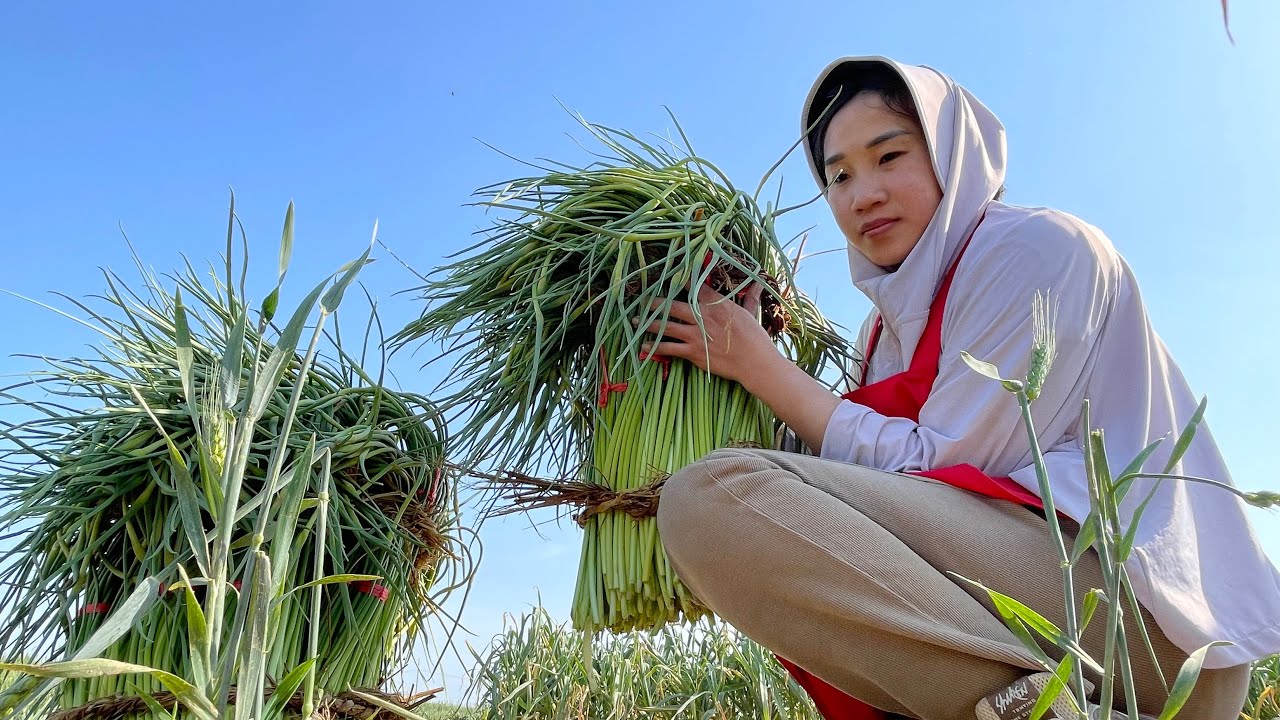 #617 Gáng Hôm Nay Cho Xong Vụ Thu Hoạch Thấy Ba Ở Ruộng Như Thế Này Mẹ Chồng Nàng Dâu Bất Lực🇨🇳🇻🇳