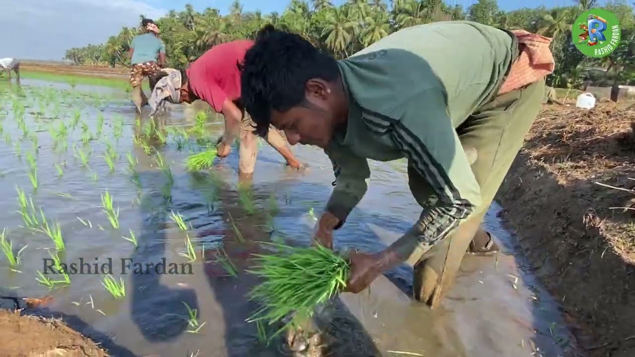 നെൽകൃഷിയുടെ വിവിധ ഘട്ടങ്ങൾ | ഓൺലൈൻ ക്ലാസ് പഠന സഹായി | Nal kirshi malayalam | paddy