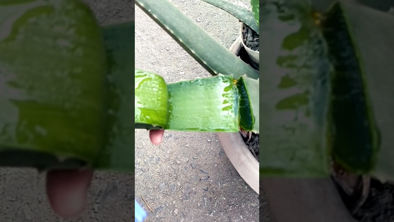 Fresh Aloe Vera Leaf Cut From Plant 🌿 | Natural Gel Inside 