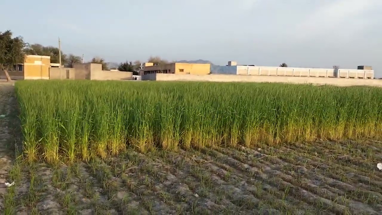 اپنے گاؤں کا خوبصورت نظارہ