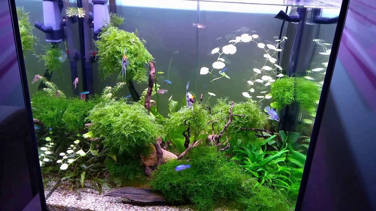Akwarium 120l. Freak fish tank #4