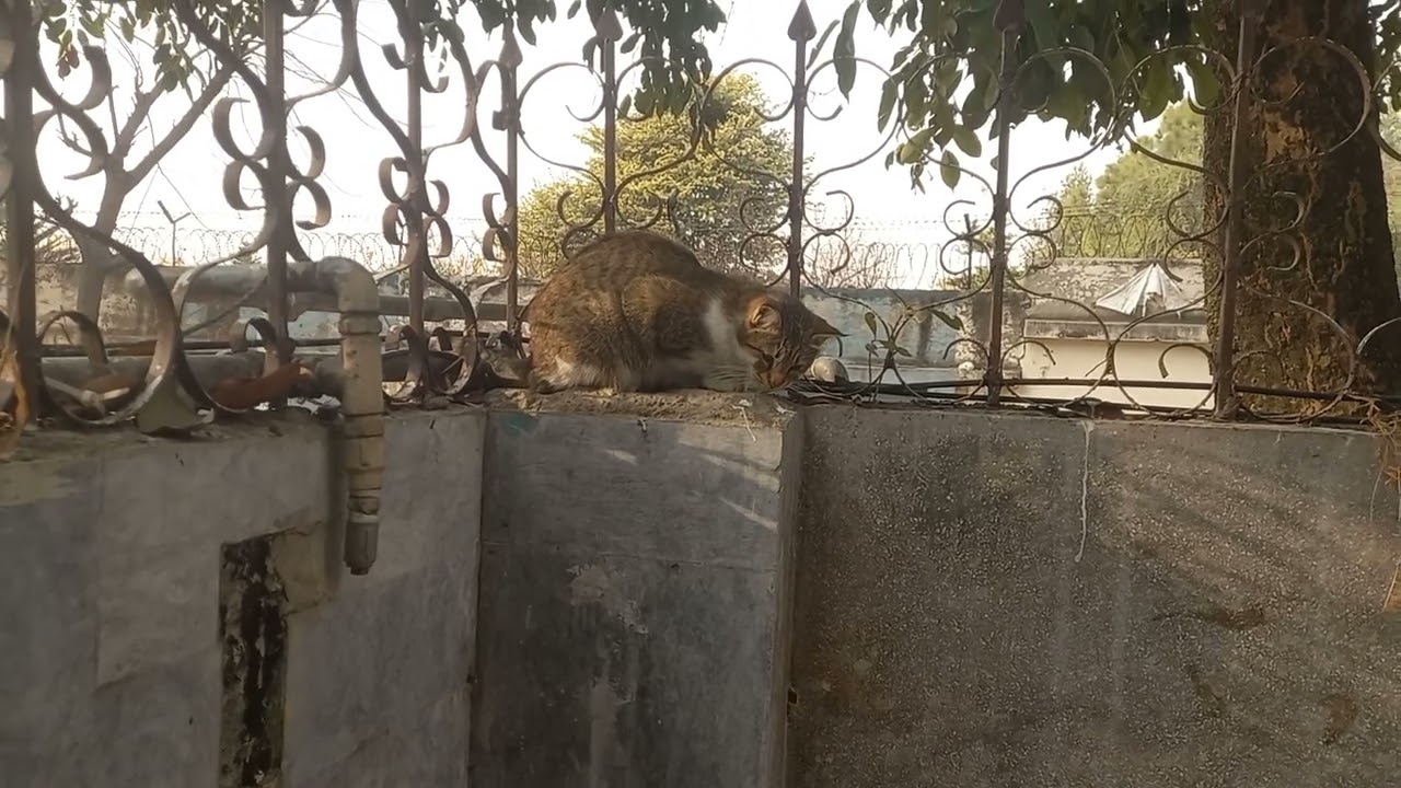 most beautiful cat video