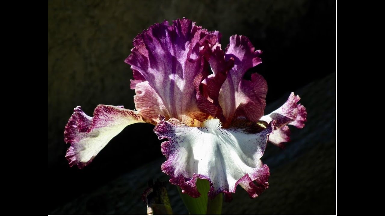 Growing Irises;  Bearded, Spuria, Louisiana, Siberian & Pacific Coast - Zoom w/Janis Shackelford