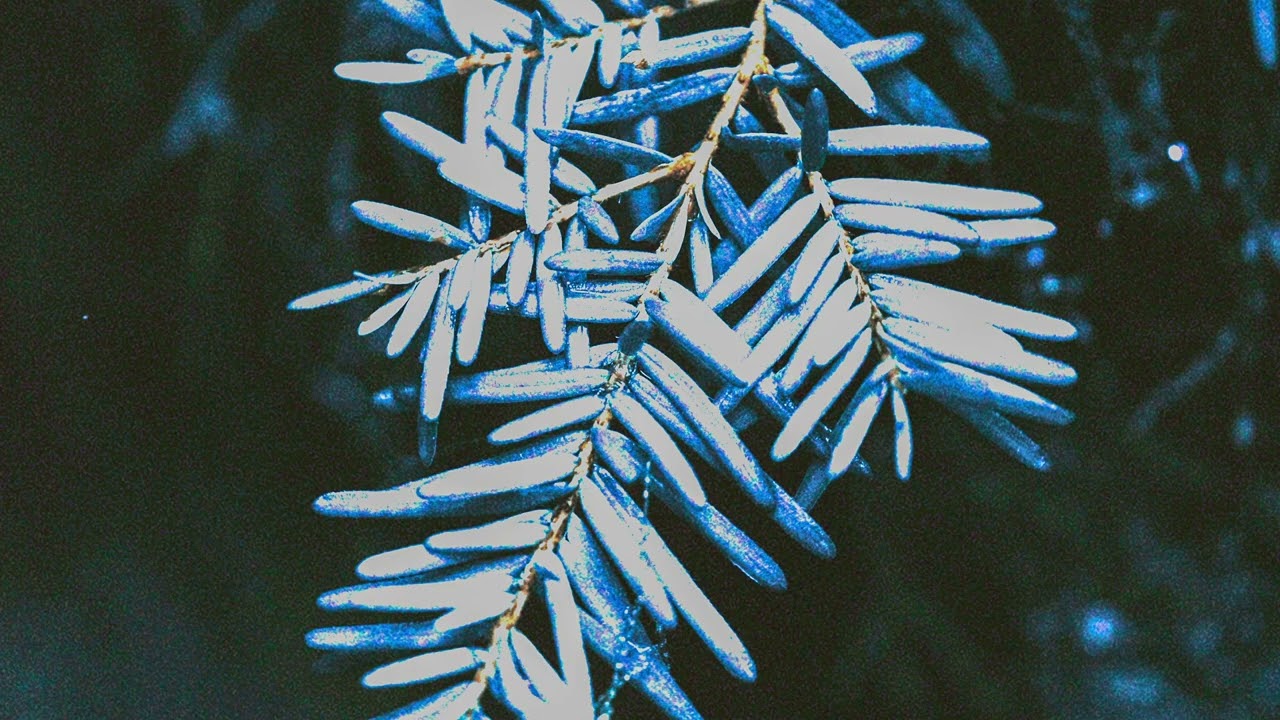 Electronic Visions - Tundra / Taiga