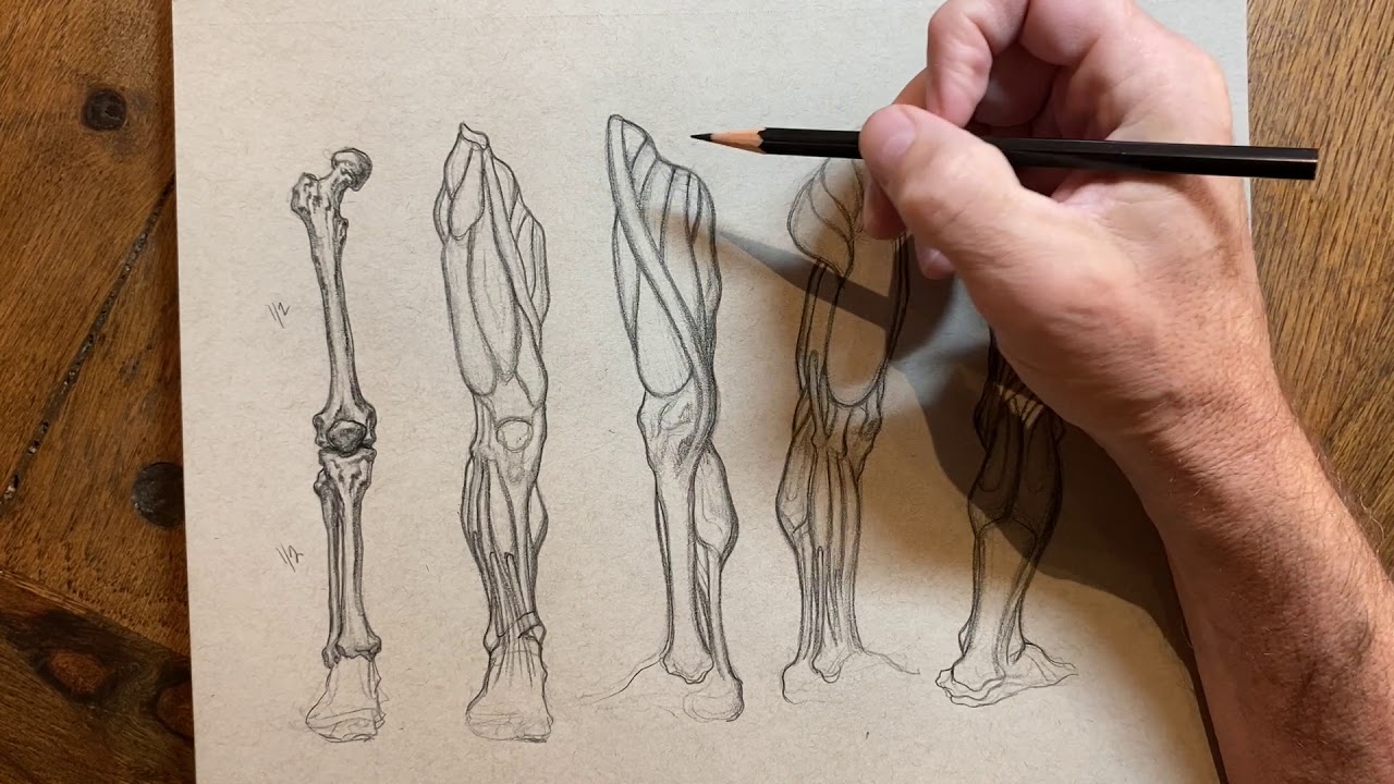 Ecorche, Lower Extremity, by Michael Hensley