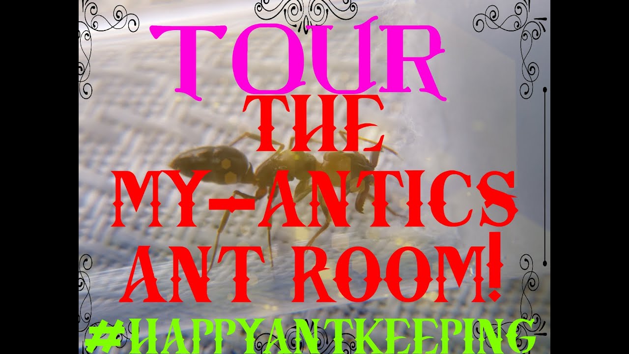 Tour Of The MY ANTICS Ant Room Colonies