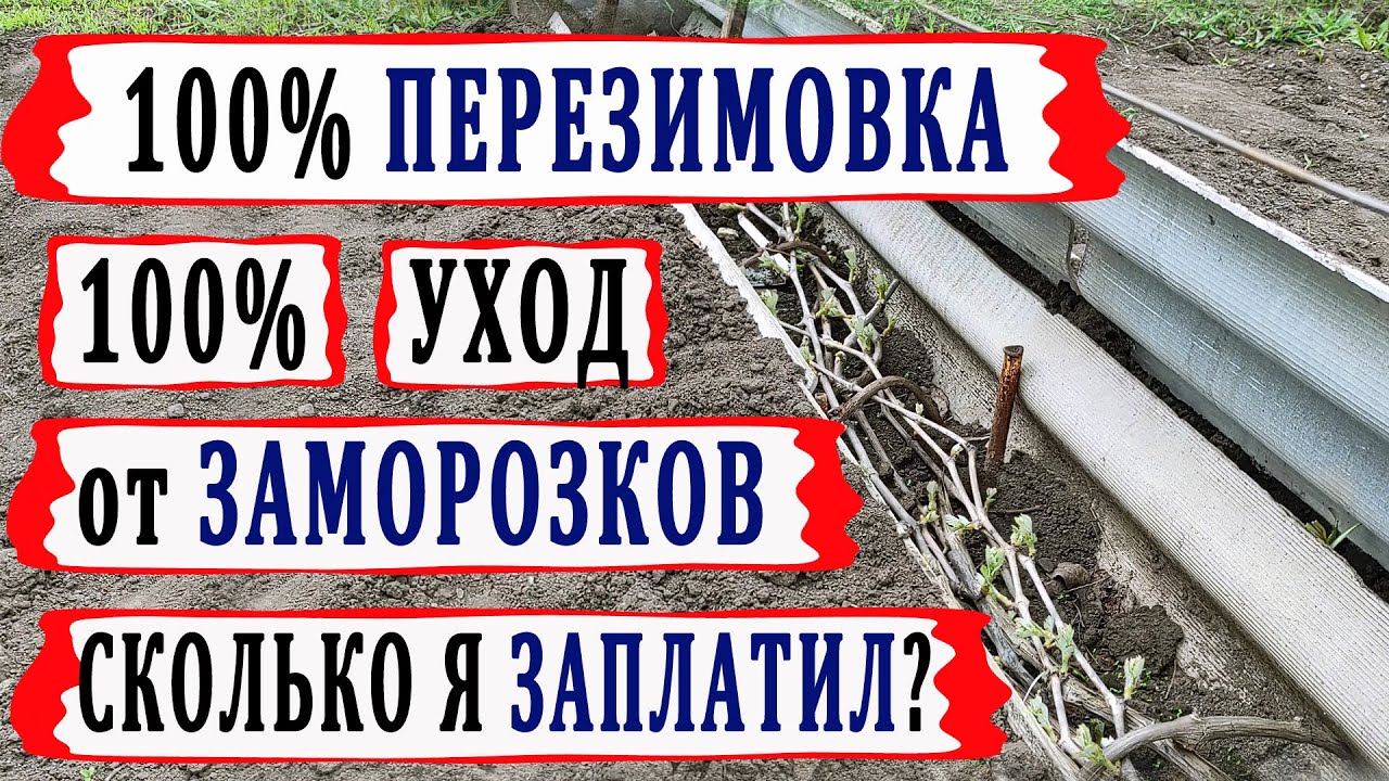 🍇 Сколько я заплатил? 100% перезимовка винограда+100% уход от заморозков. Воздушный подземный канал.