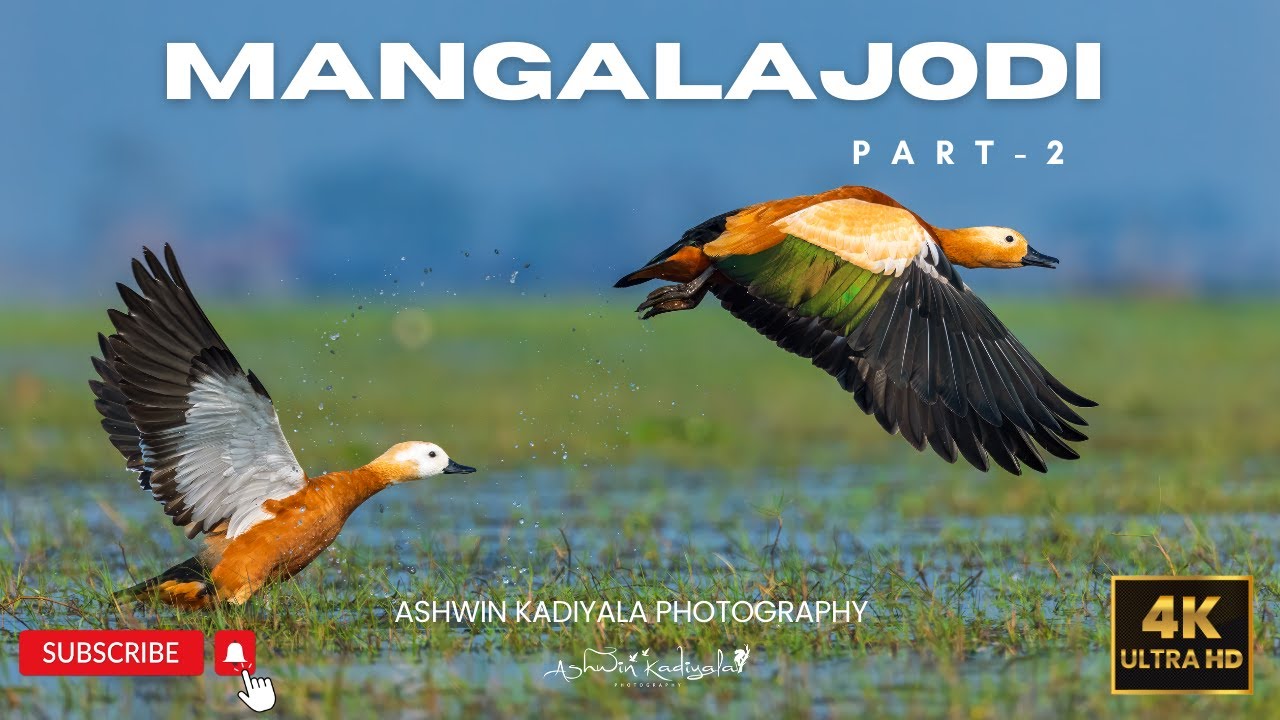 I Spent 3 Days In Mangalajodi And Found Out Why It's A HIDDEN Gem