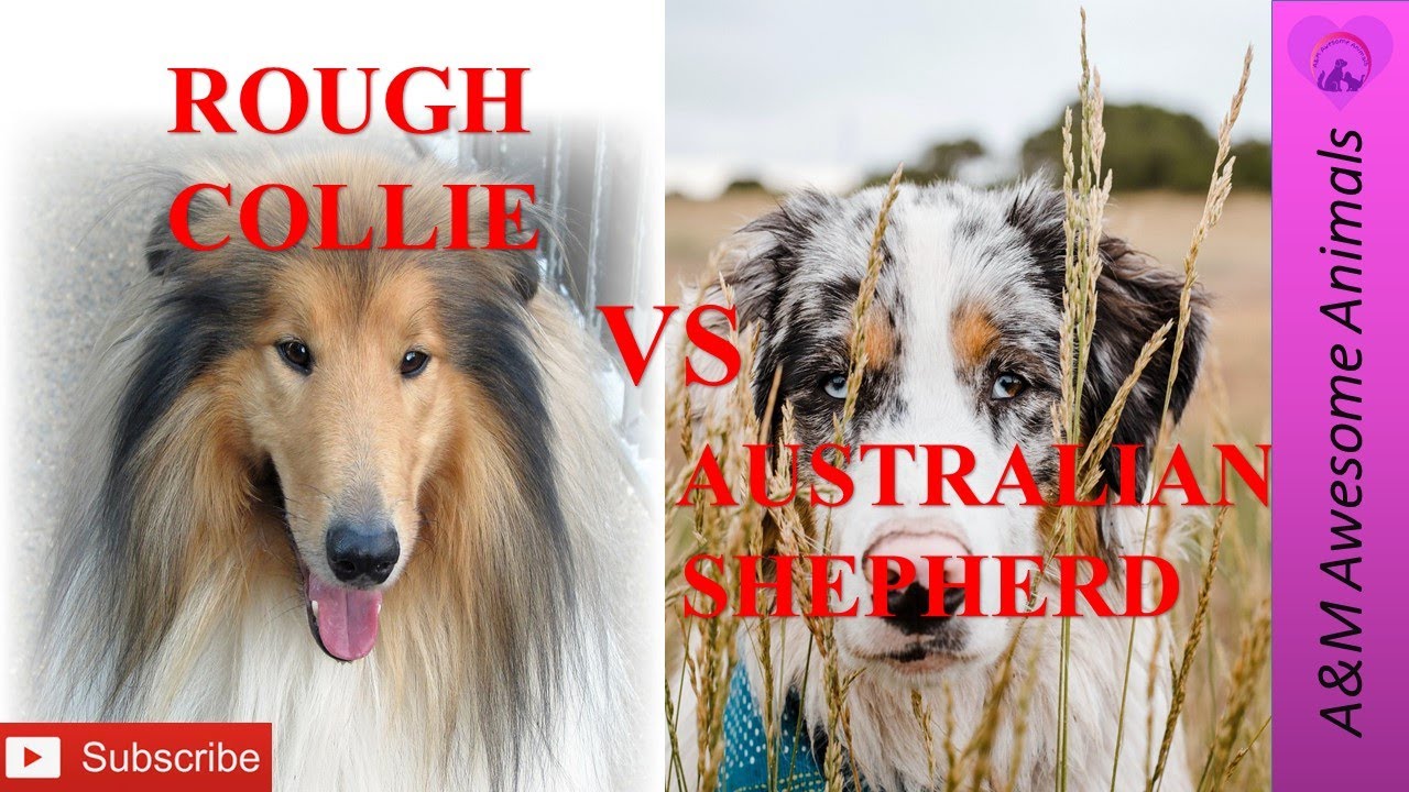 Rough Collie vs Australian Shepherd