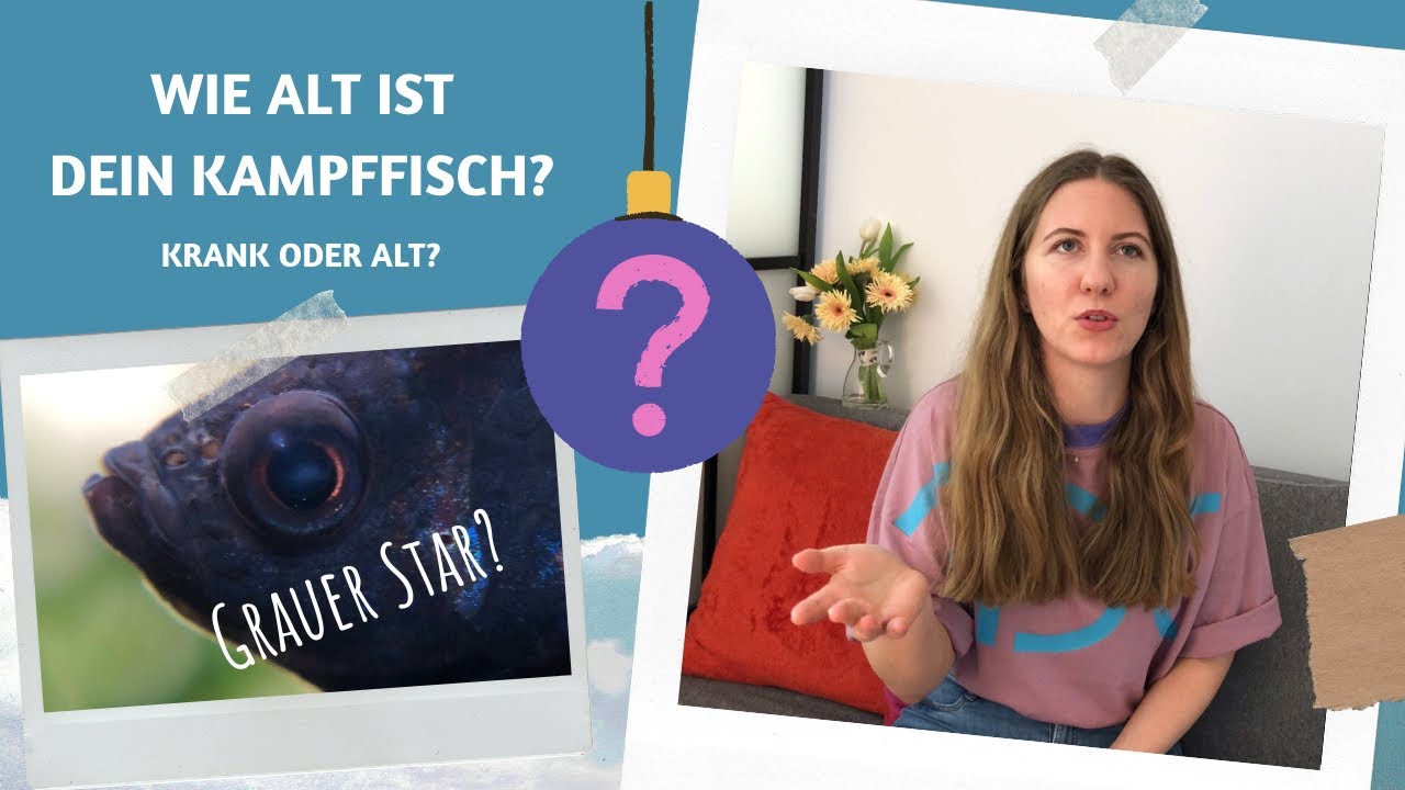Alter eines Kampffisches erkennen anhand einiger Merkmale | Betta splendens | Alterserscheinungen