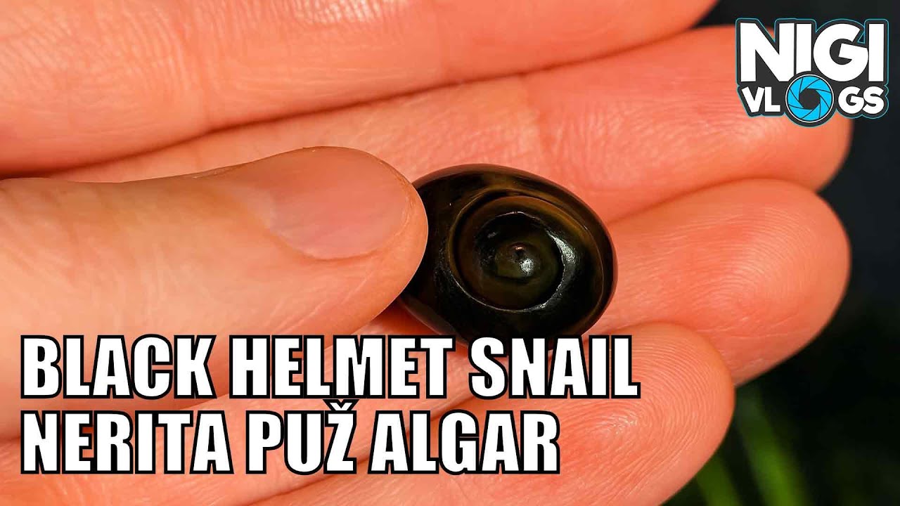 Black Helmet Snail (Nerita) 🐌 - Puž Algar u Akvarijumu! #akvaristika