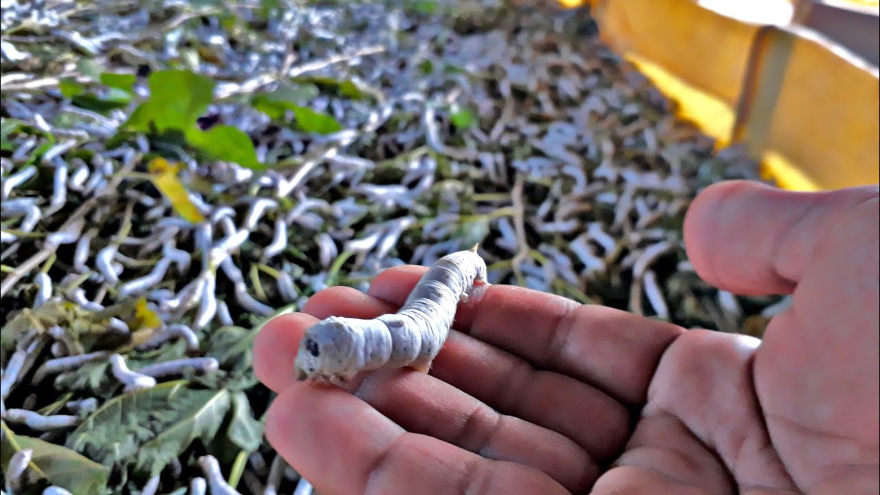 COMO É A CRIAÇÃO DO BICHO-DA-SEDA (sericicultura) #candidodeabreu