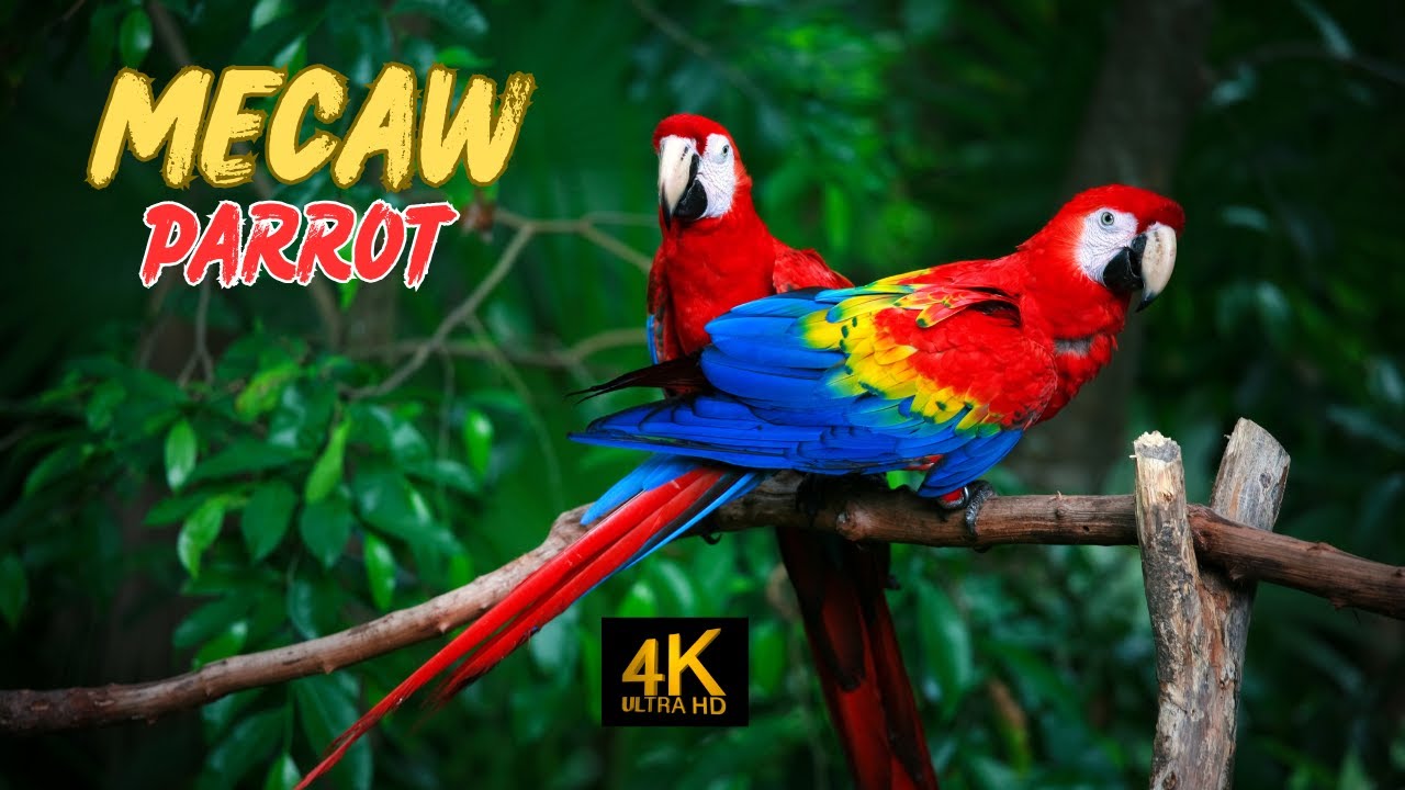 Meet the Colorful Macaw Parrot | Stunning HD Video#macawbird #naturelovers