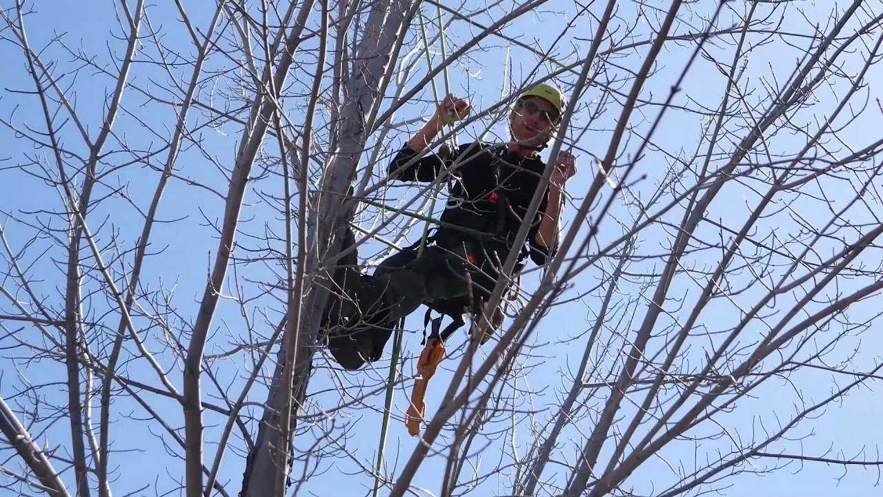 Pruning with the Pros - When to get professional help