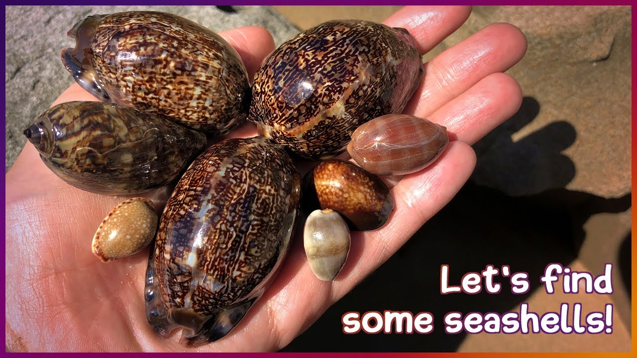 Finding Seashells at Low Tide | Arabian Anniversary [Virtual Shelling]