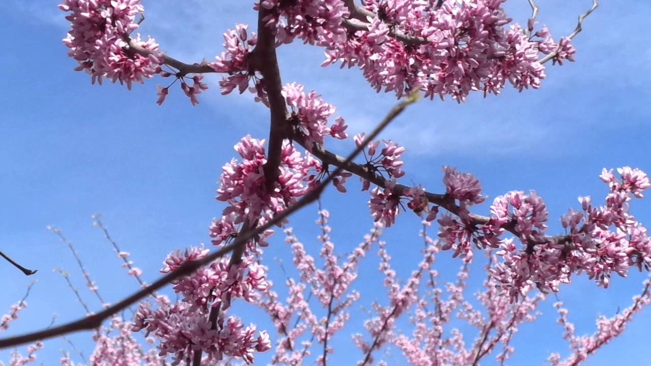 Honey Bees and Bumblebees Working Our Redbud Treees