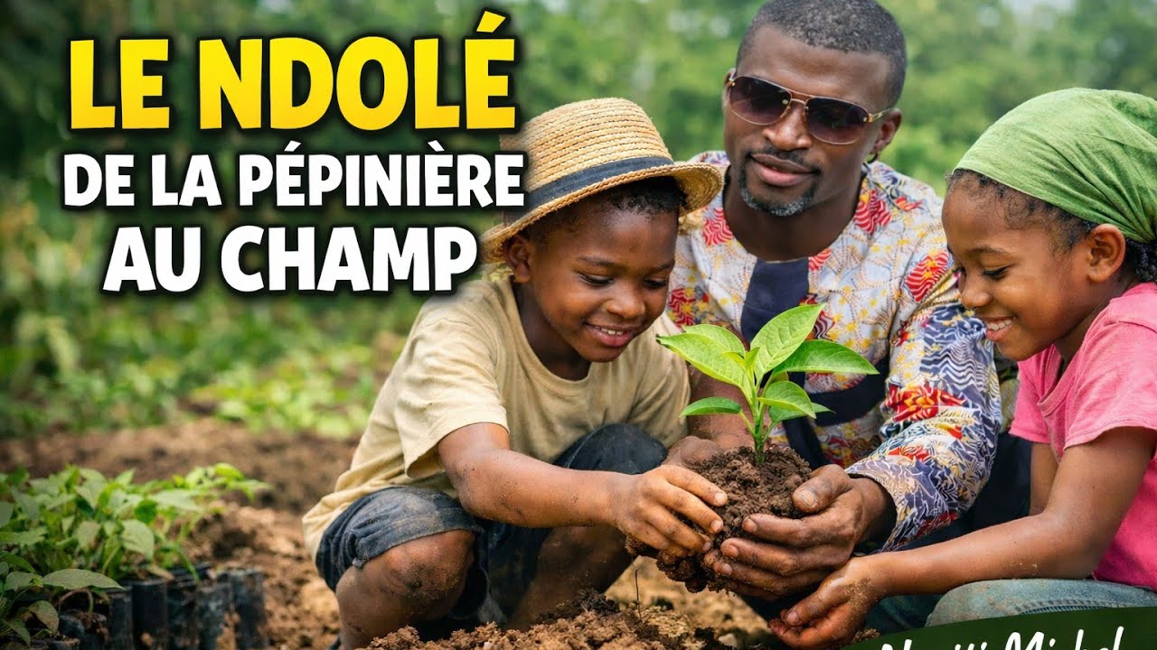 Le vernonia amygdalina/Ndolè: de la Pépinière au Champ - Avec les Enfants et la Foi #agriculture #Ed