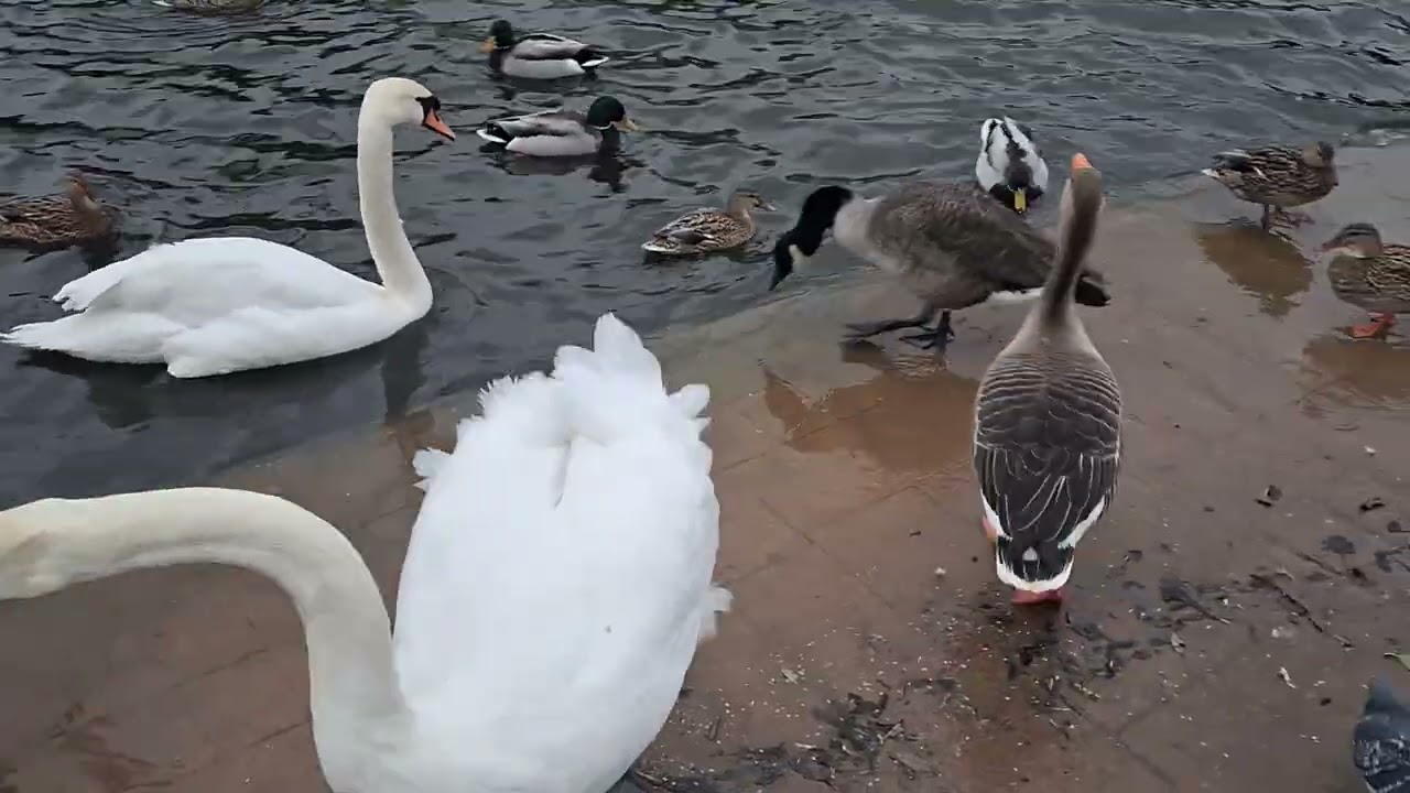 Days out with Guy*Cleethorpes Boating Lake 19th February 2026*