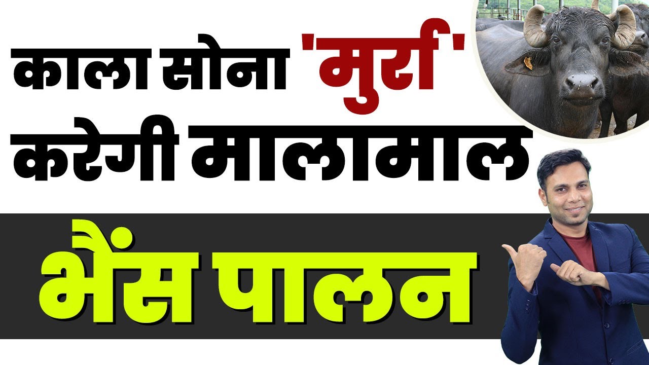 The Best Breed for Milk Production | Murrah Buffalo Farming in Hindi | Benefits of Buffalo Farming
