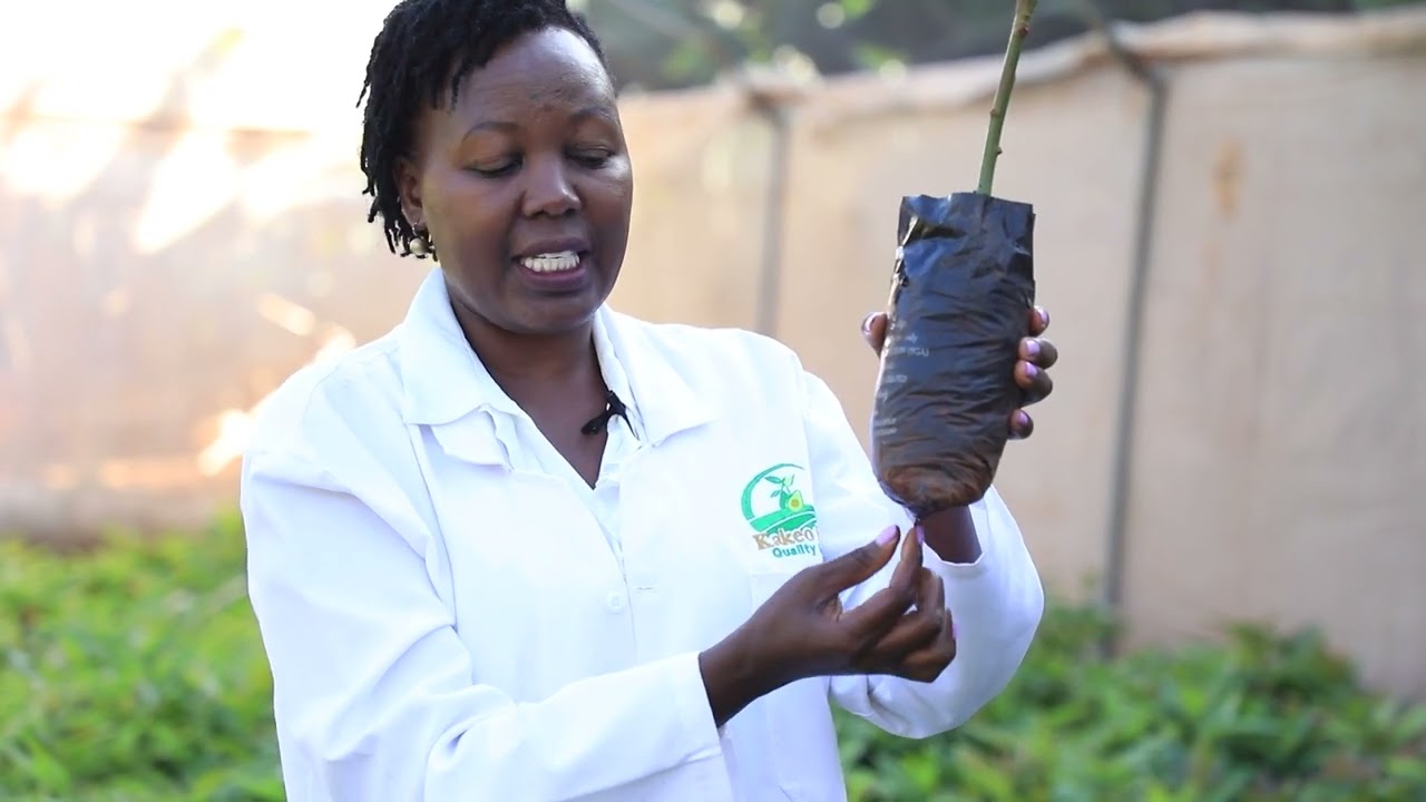 Lessons on how to select quality Hass avocado seedlings