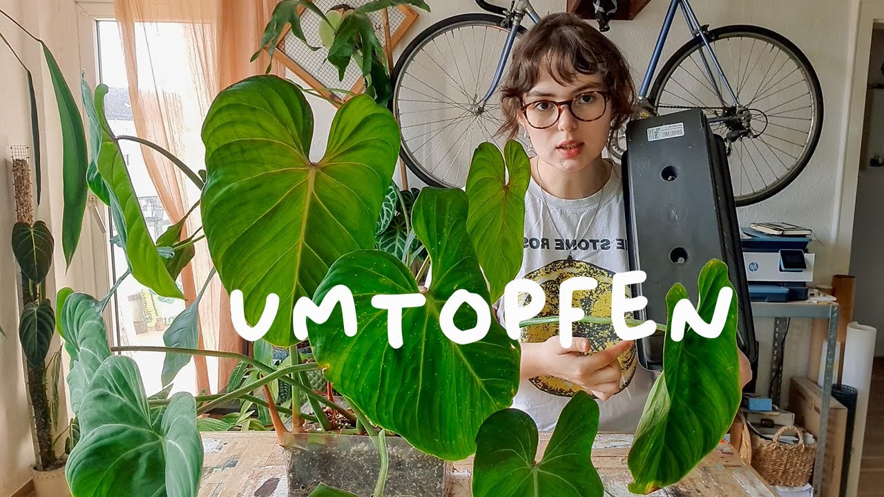 das umtopfen nimmt kein ende