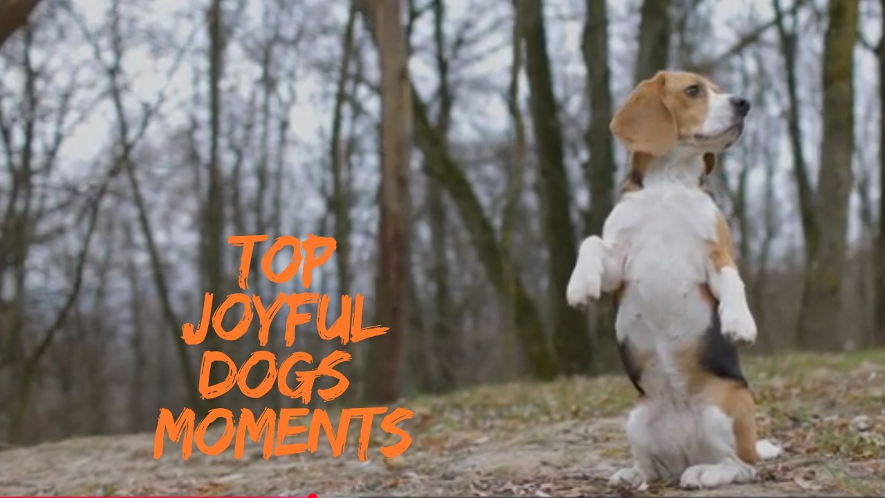 Rottweiler | Beagle | Asian Shih Tzu | Poodle | German Sheafered | BullDog  | Aswesome 4k Video