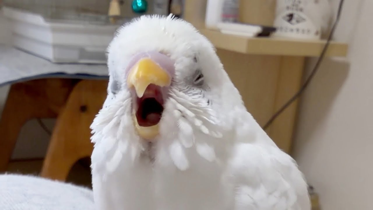 こめちゃん﻿大サービスデー【セキセイインコ】