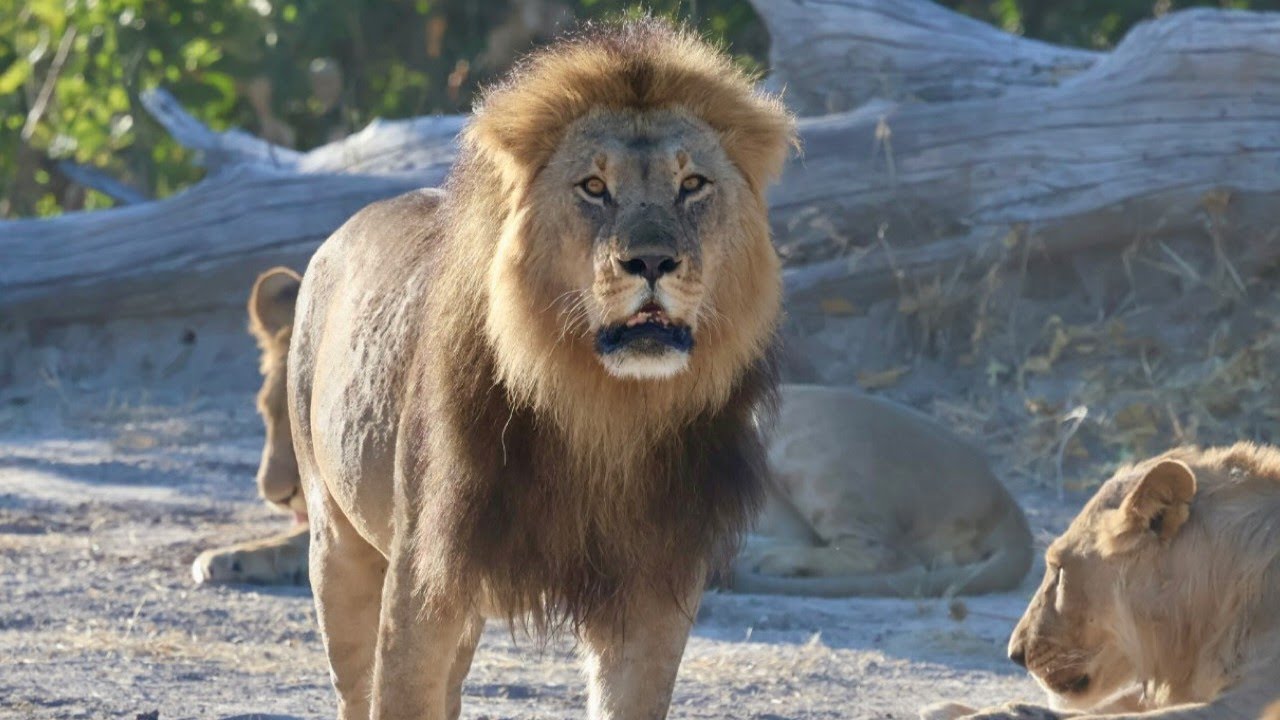 Renegade lions on territorial patrol in Savuti
