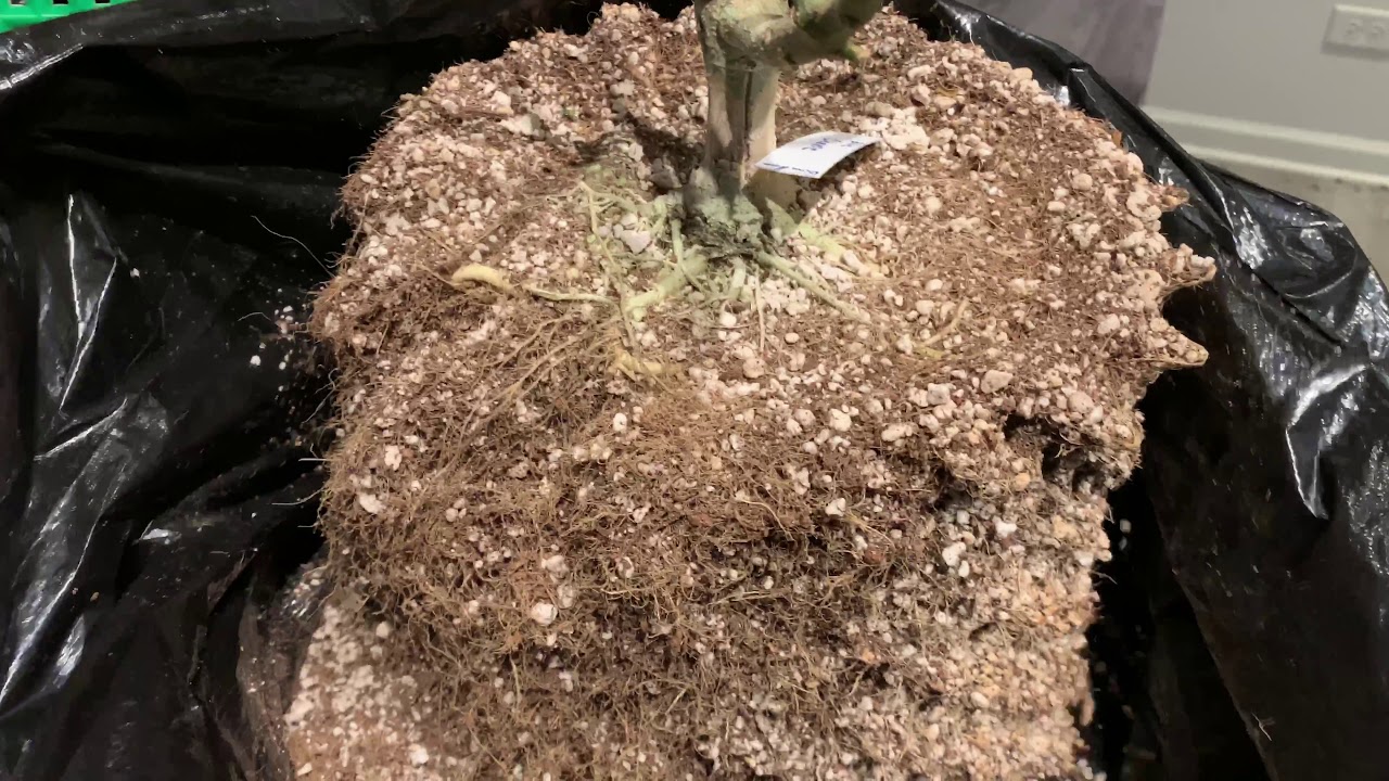 Super Roots Air Pots rootball